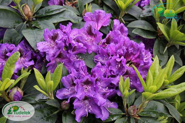 Rhododendron Blue Boy